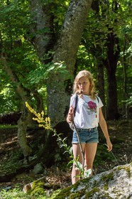 Alpes de Haute-Provence, hêtraie de Pontis