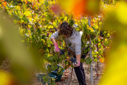 Domaine du Mont Guillaume