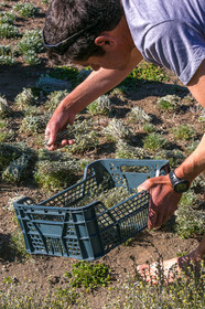 Bruno Gonnon, cultivateur de génépi bio