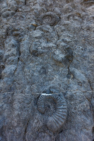 Dalle à ammonites
