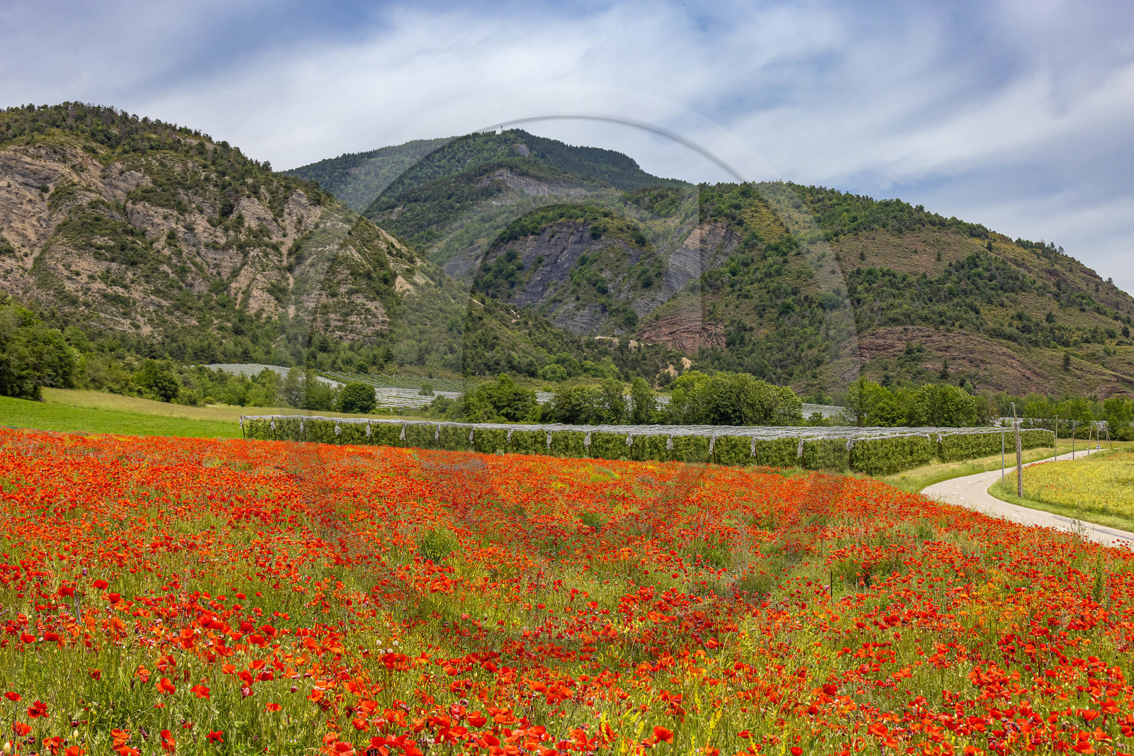 Faucon-du-Caire, cultures avec coquelicots
