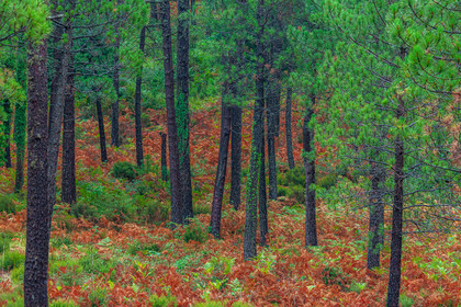 Forêt de l'Ospedale, Pins laricio de Corse