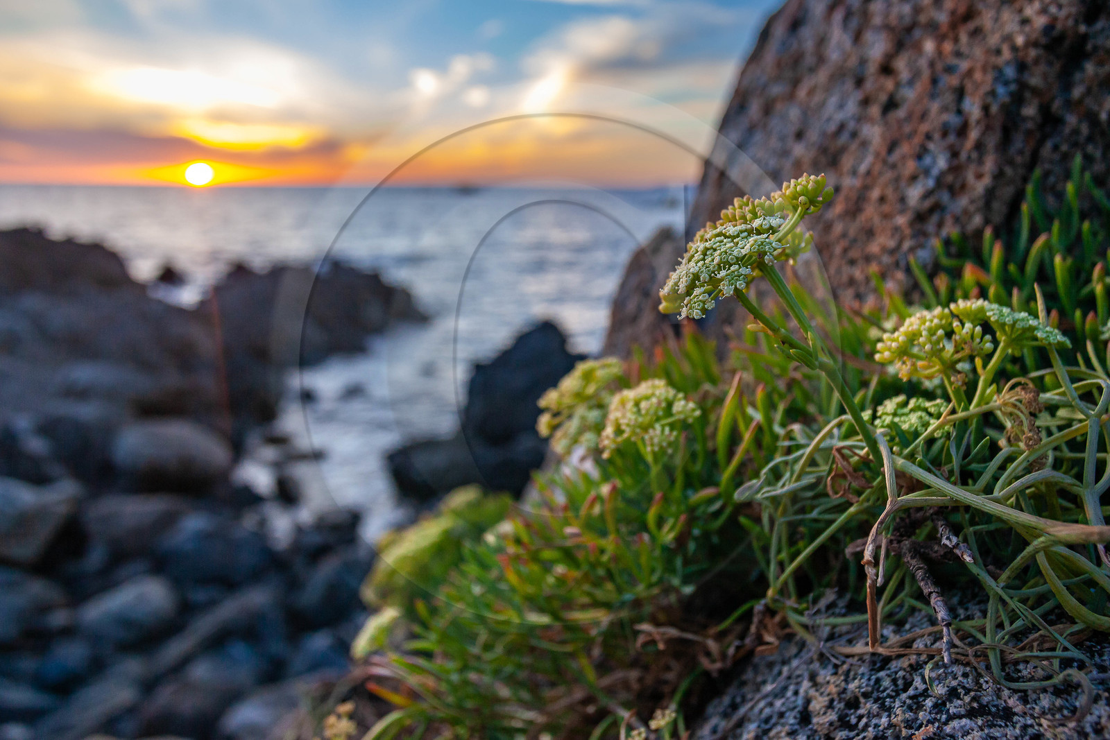 Belvédère-Campomoro, flore