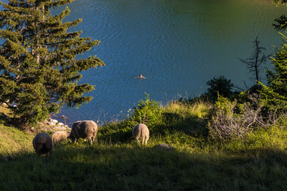 Lac de la Grande Léchère