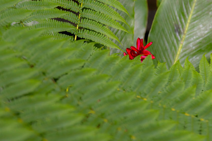 Forêt tropicale, Parc national de la Guadeloupe