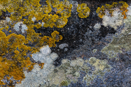 Calanche de Piana , lichen