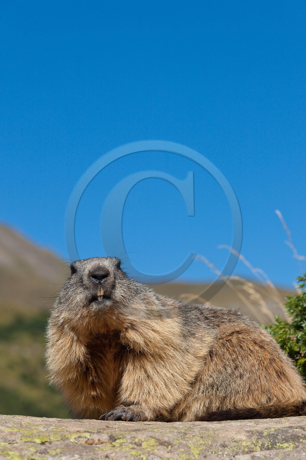 Marmotte des Alpes (Marmota marmota)