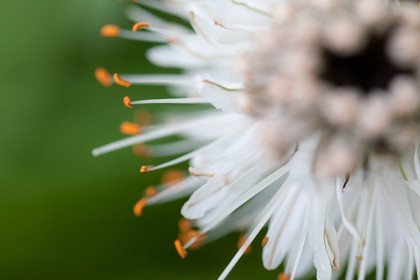 Asphodèle blanc, Asphodelus albus