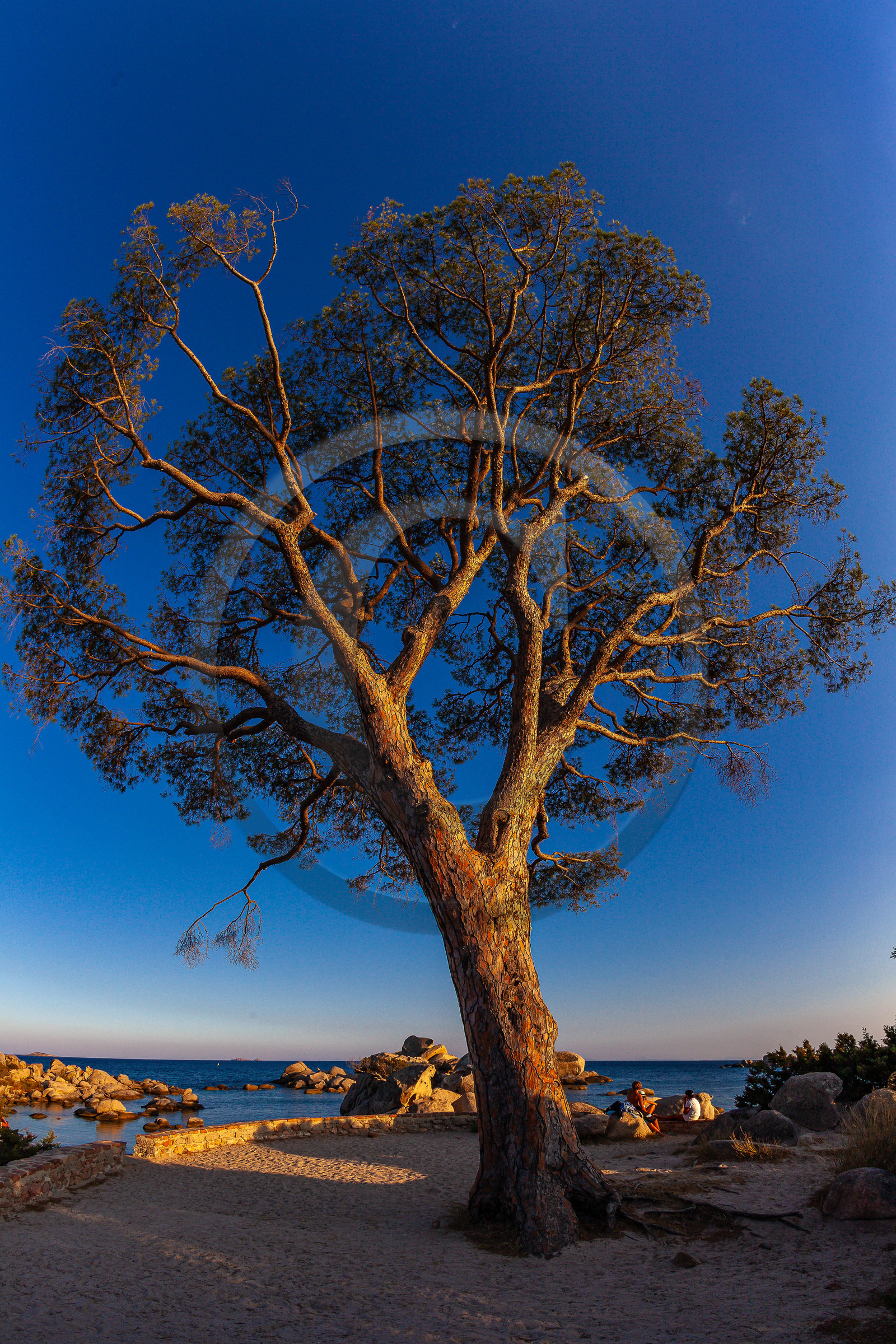 Porto-Vecchio, Palombaggia, pin parasol
