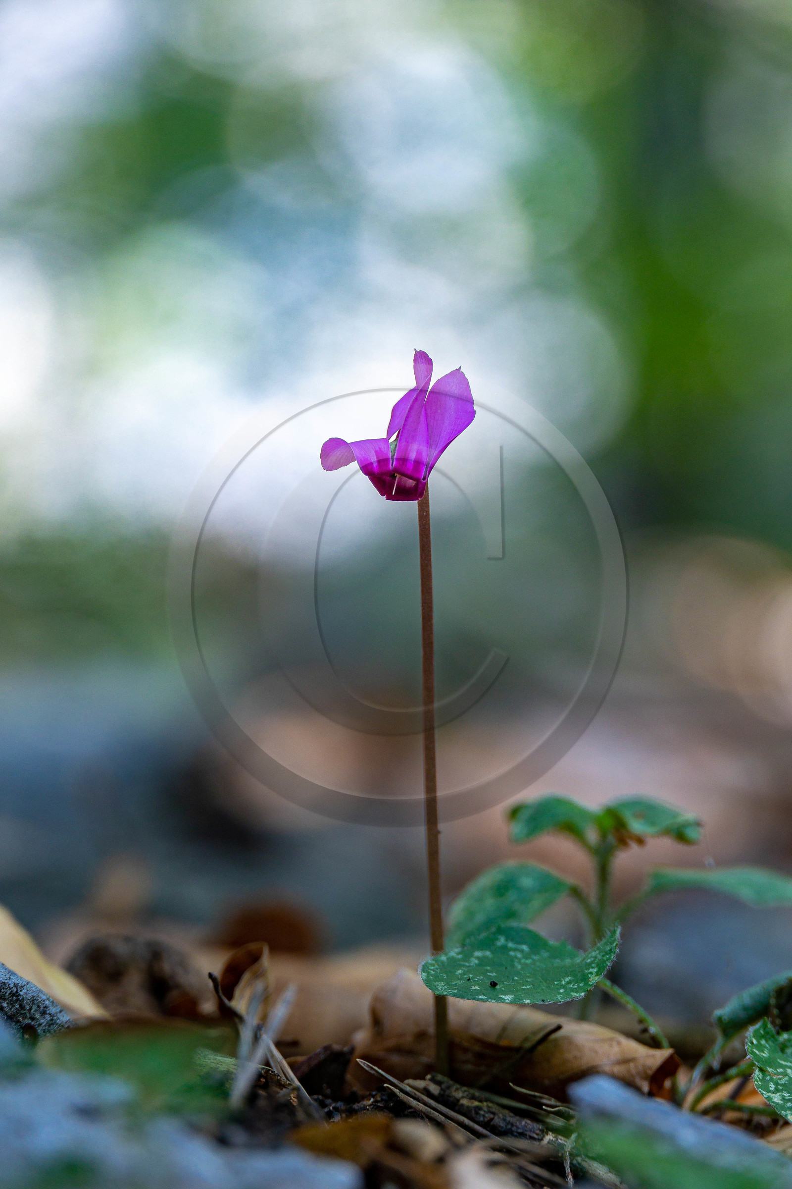 Camoglieres, sentier des cyclamens
