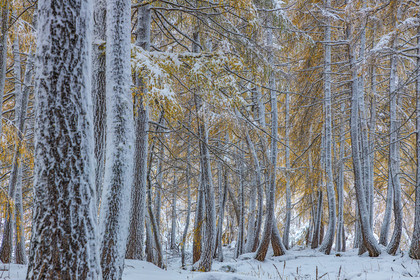 Mélèze d'Europe, Larix decidua