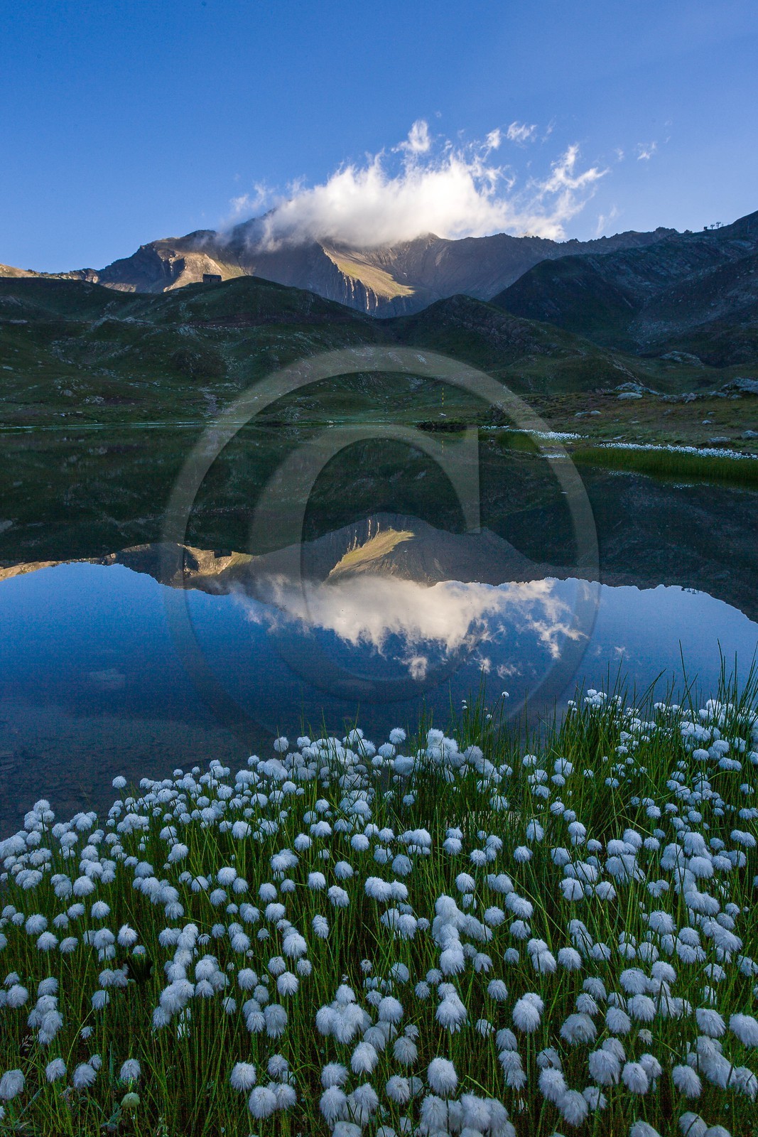 Orcières 1850, linaigrettes au lac Jumeaux et le Roc Diolon