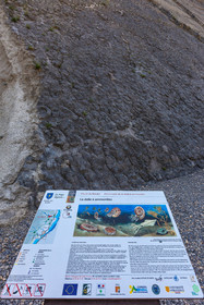 Dalle à ammonites