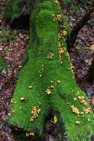 ENS de l'Isère, Les Ecouges