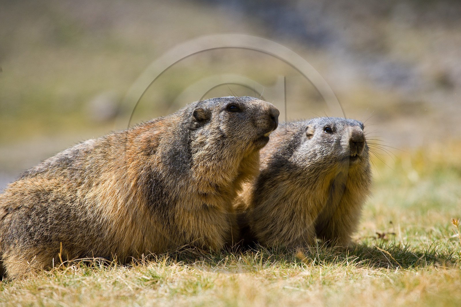 Marmotte des Alpes ( Marmota marmota )