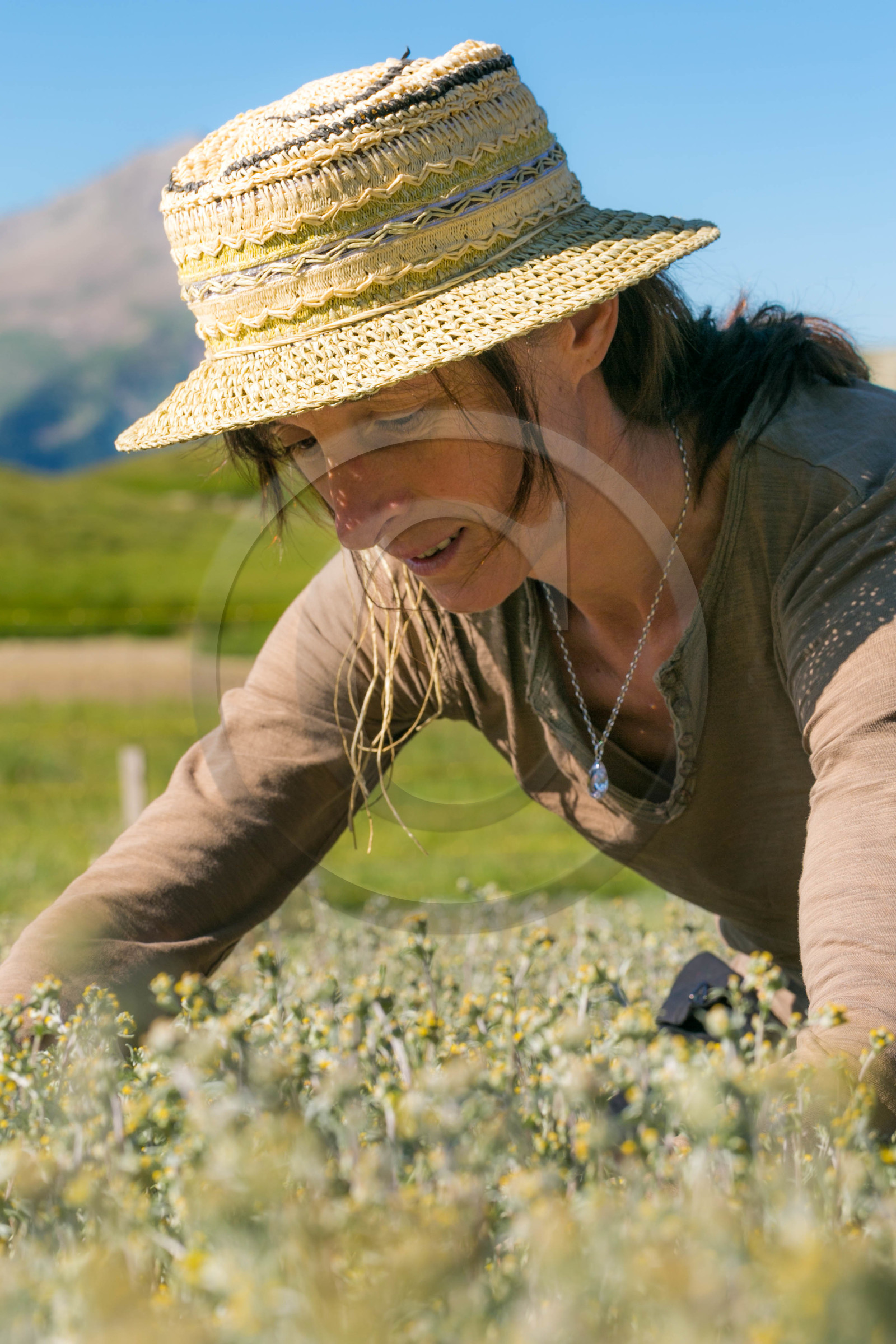 Bruno Gonnon, cultivateur de génépi bio