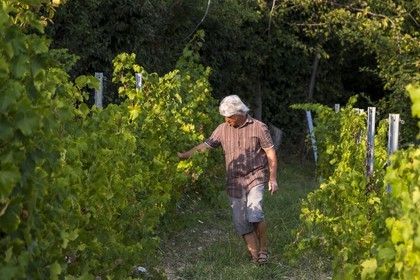 Vignoble de Saint-Jeannet, propriétaire récoltant Denis Rasse