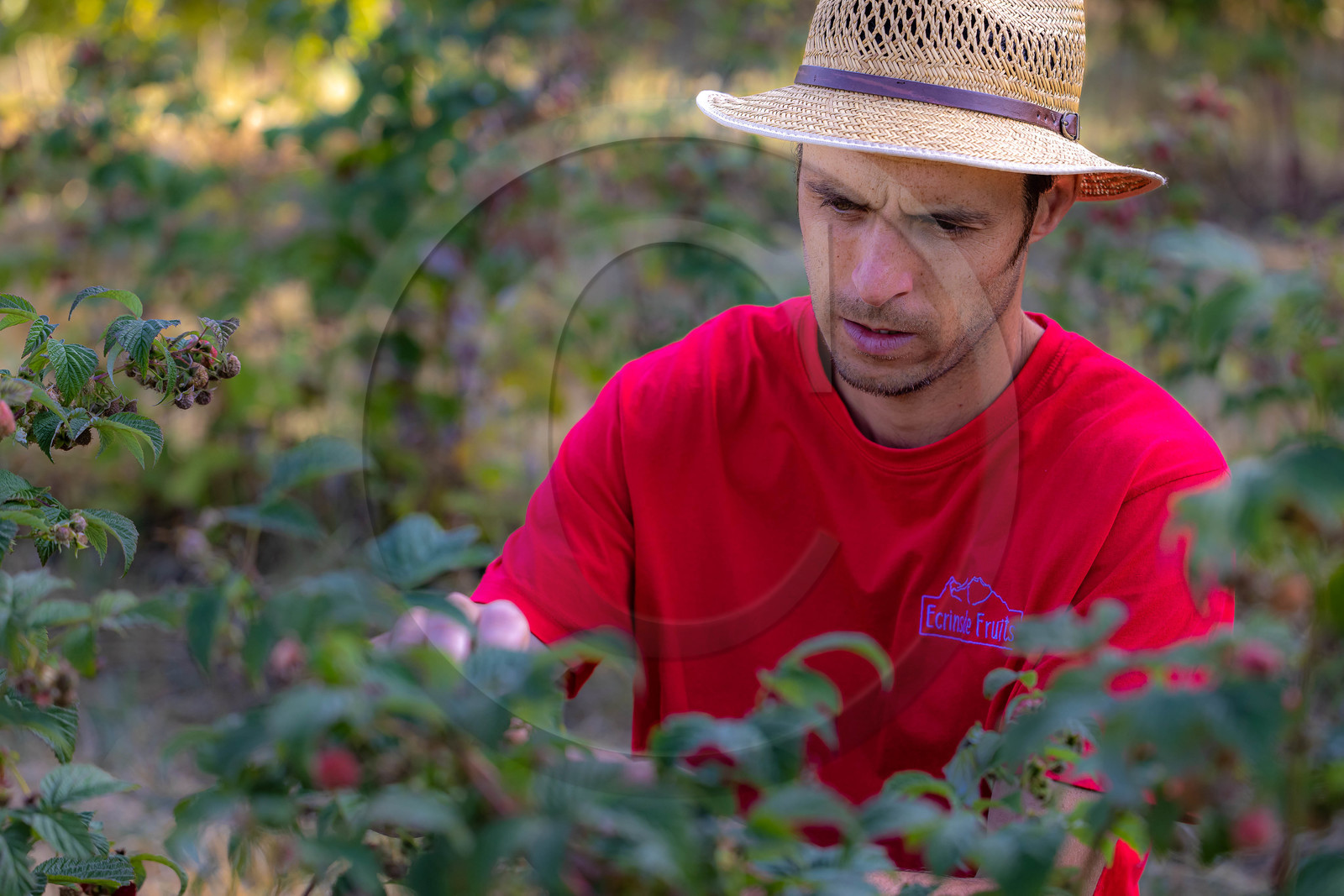 Ecrins de fruits, producteur de fruits rouges