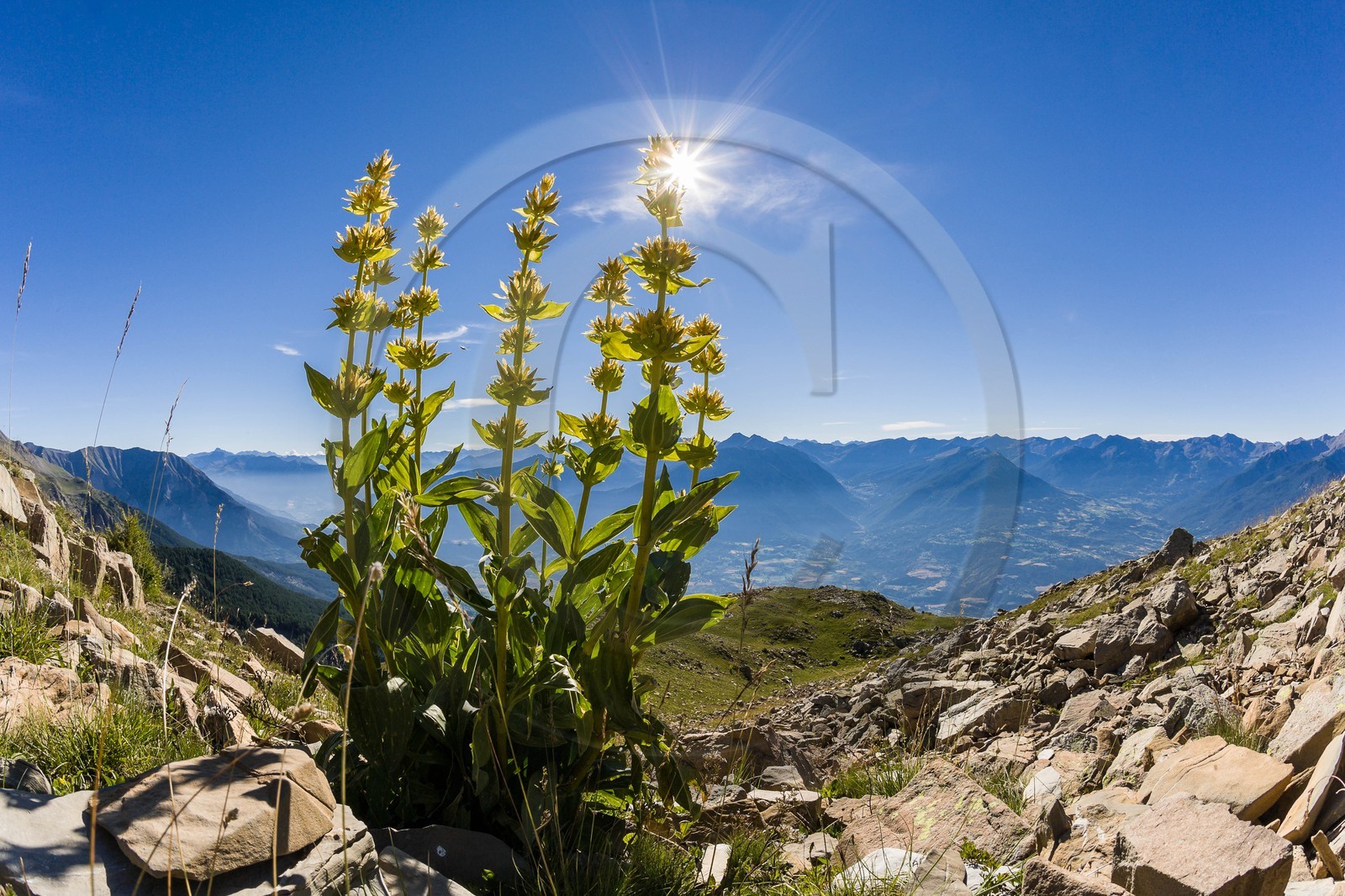 Gentiane jaune, Gentiana lutea