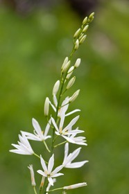 Phalangère à fleurs de Lis, Anthericum liliago