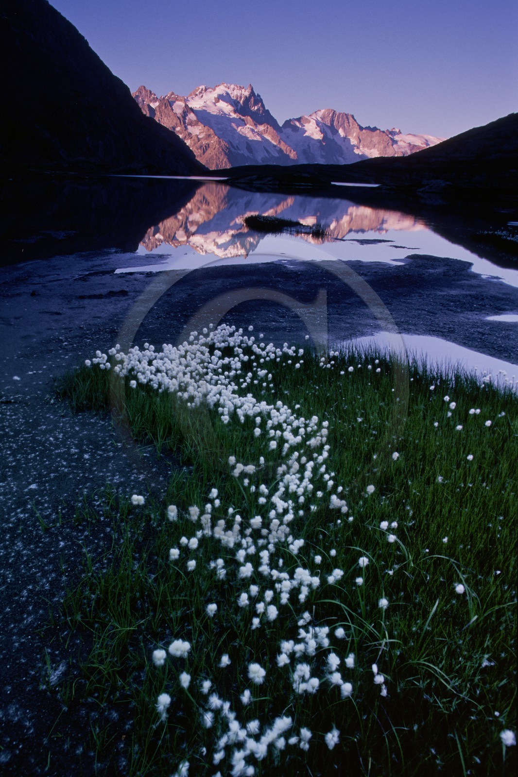 Linaigrettes de Scheuchzer (Eriophorum Scheuchzeri Hoppe) au  Lac du Goléon et la Meije