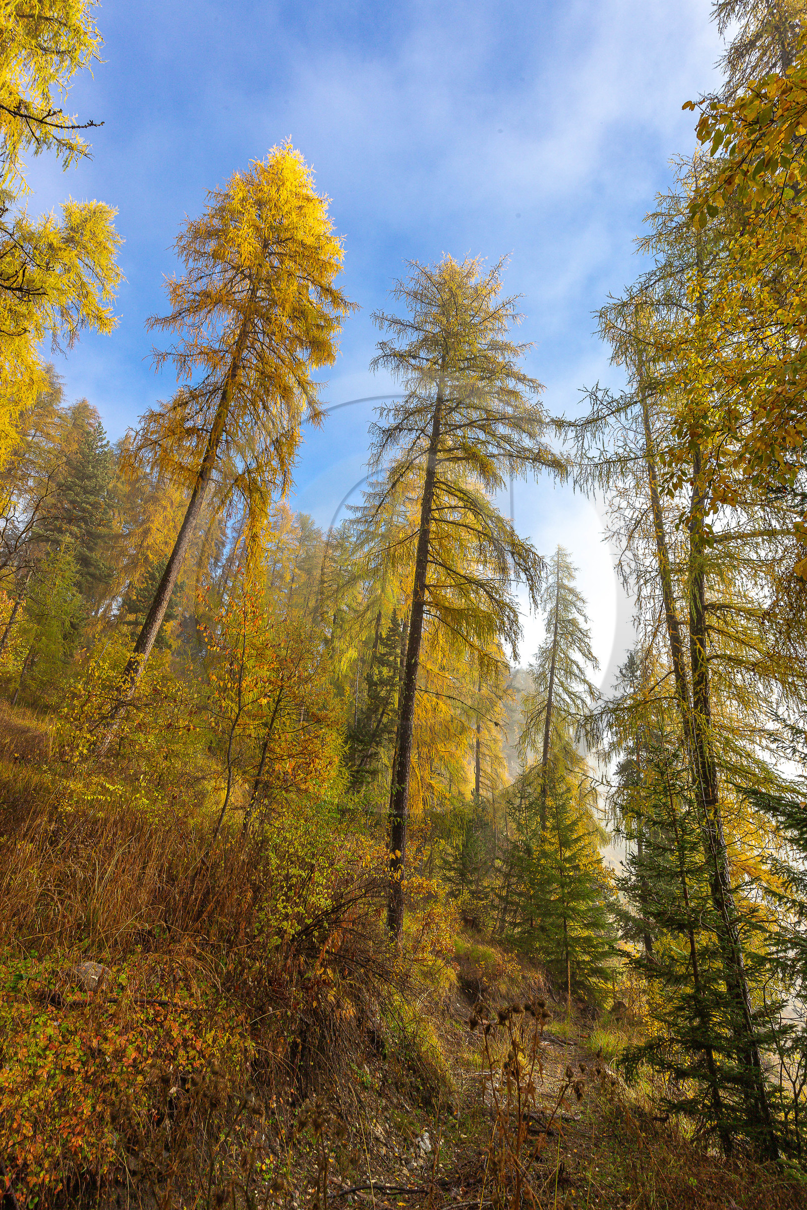 Mélézein à l'automne