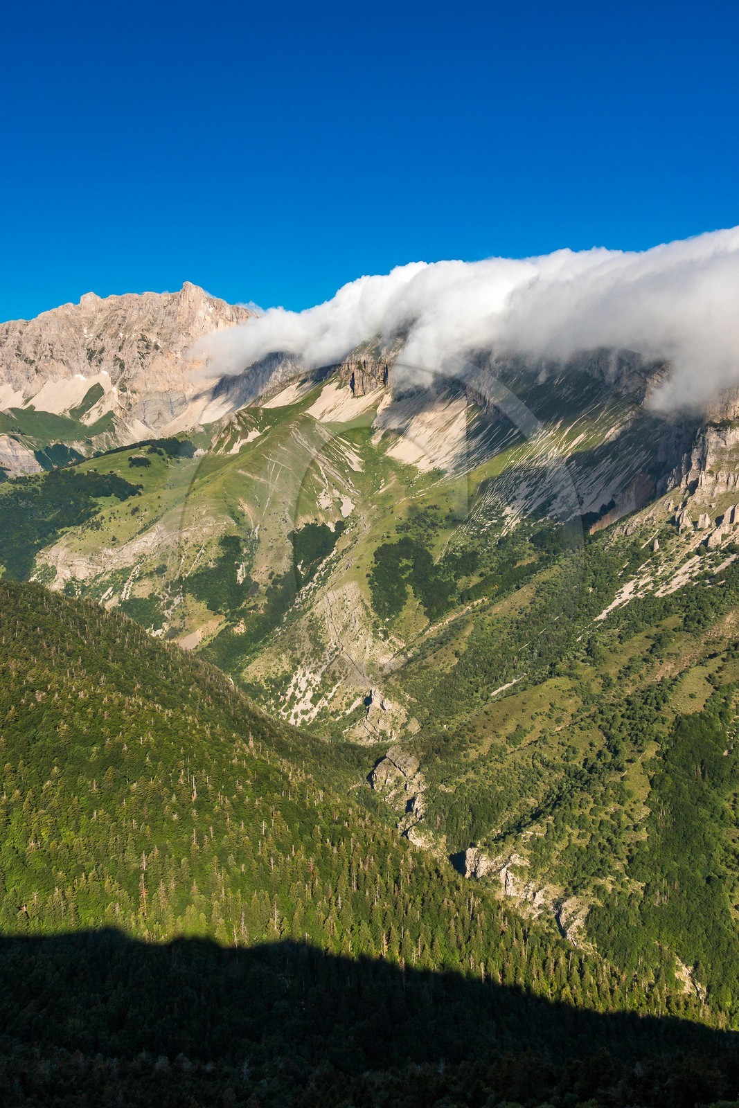 Bois du Chapitre, forêt domaniale de Gap-Chaudun