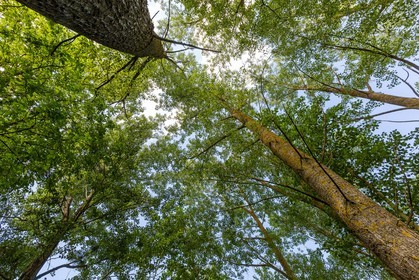 ENS de l'Isère, Marais de Chirens