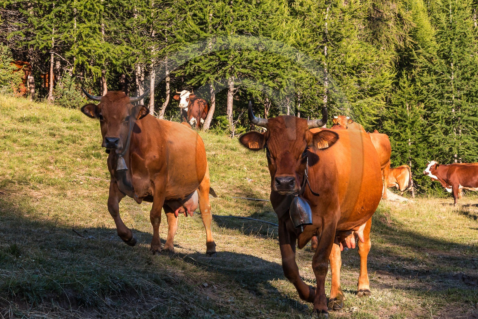 Arvieux, Christian Blanc éleveur de tarines