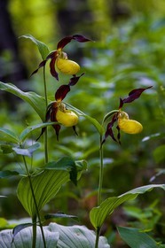 Sabot de Vénus, Cypripedium calceolus