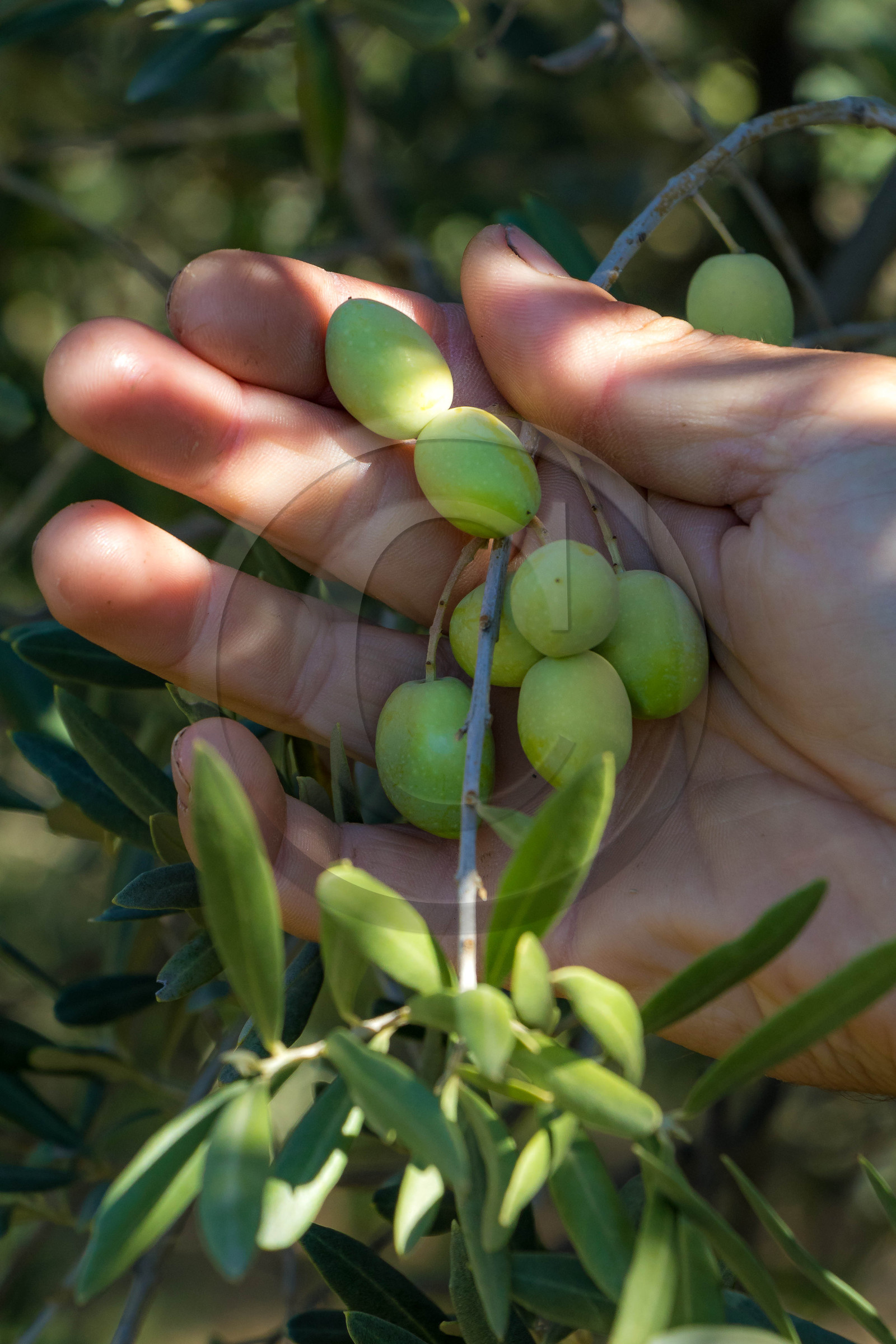 Le verger des Baux, Olivier Roman