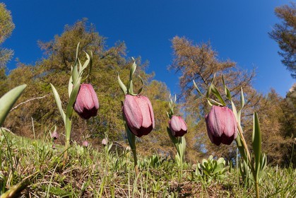 Fritillaire du Dauphiné , Fritillaria tubiformis