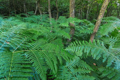 ENS de l'Isère, Tourbière des Planchettes