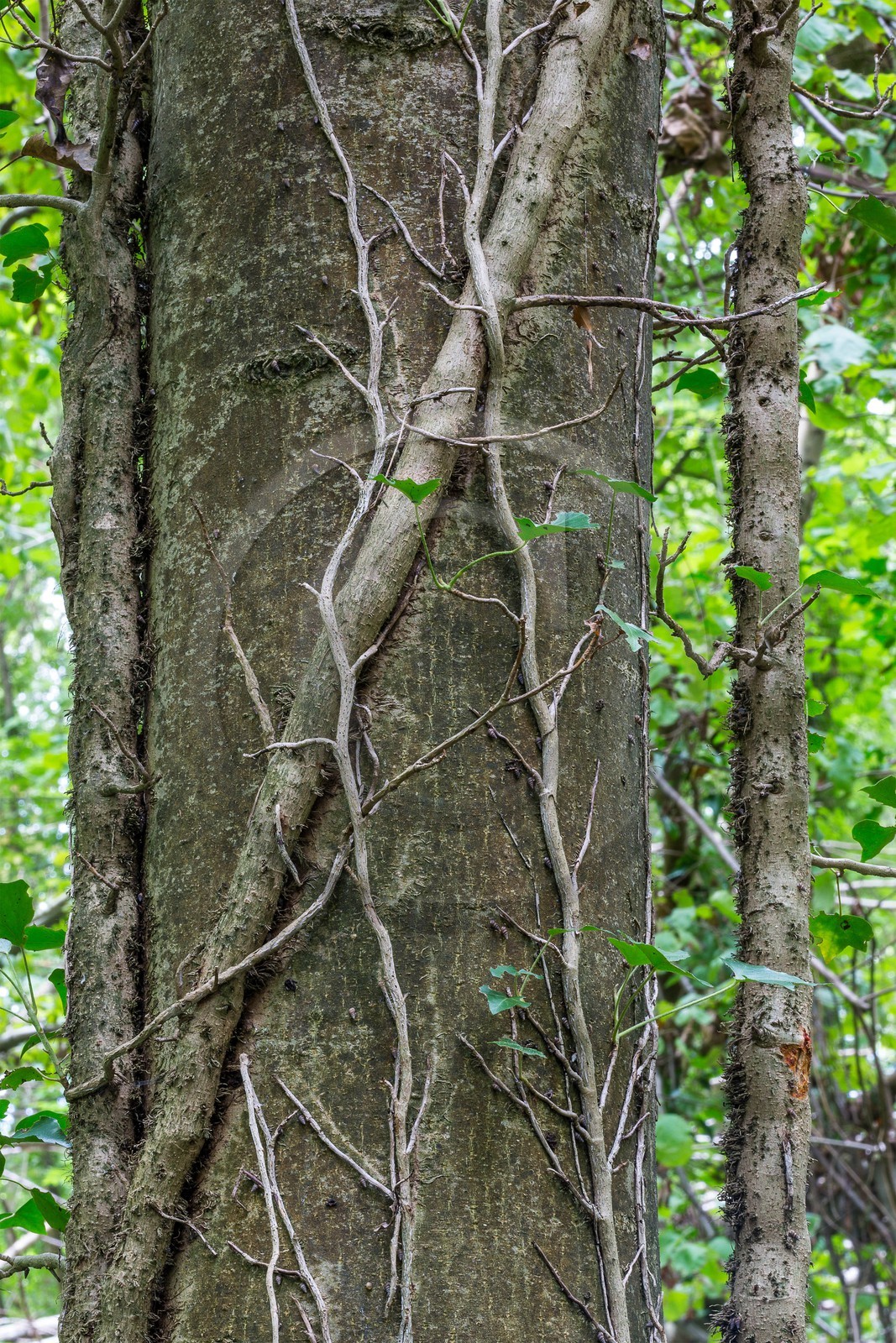 ENS de l'Isère, étang de Mai