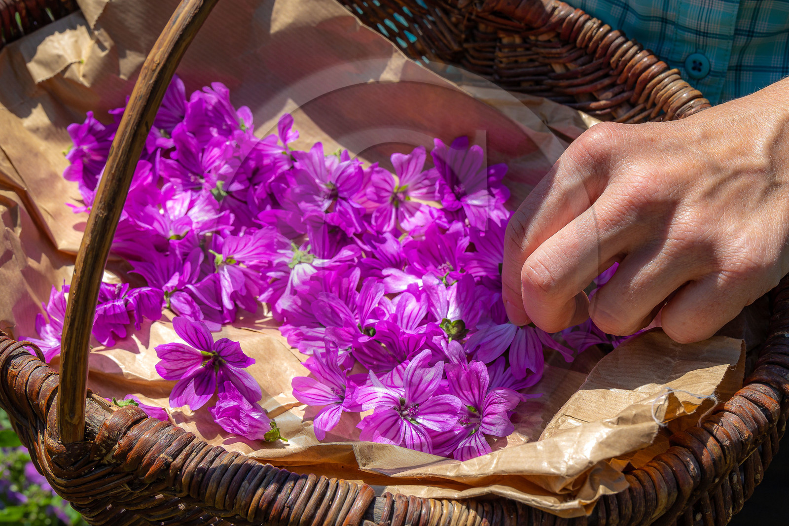 Les cueillettes du Lauzet, mauve de Mauritanie, malva mauritania