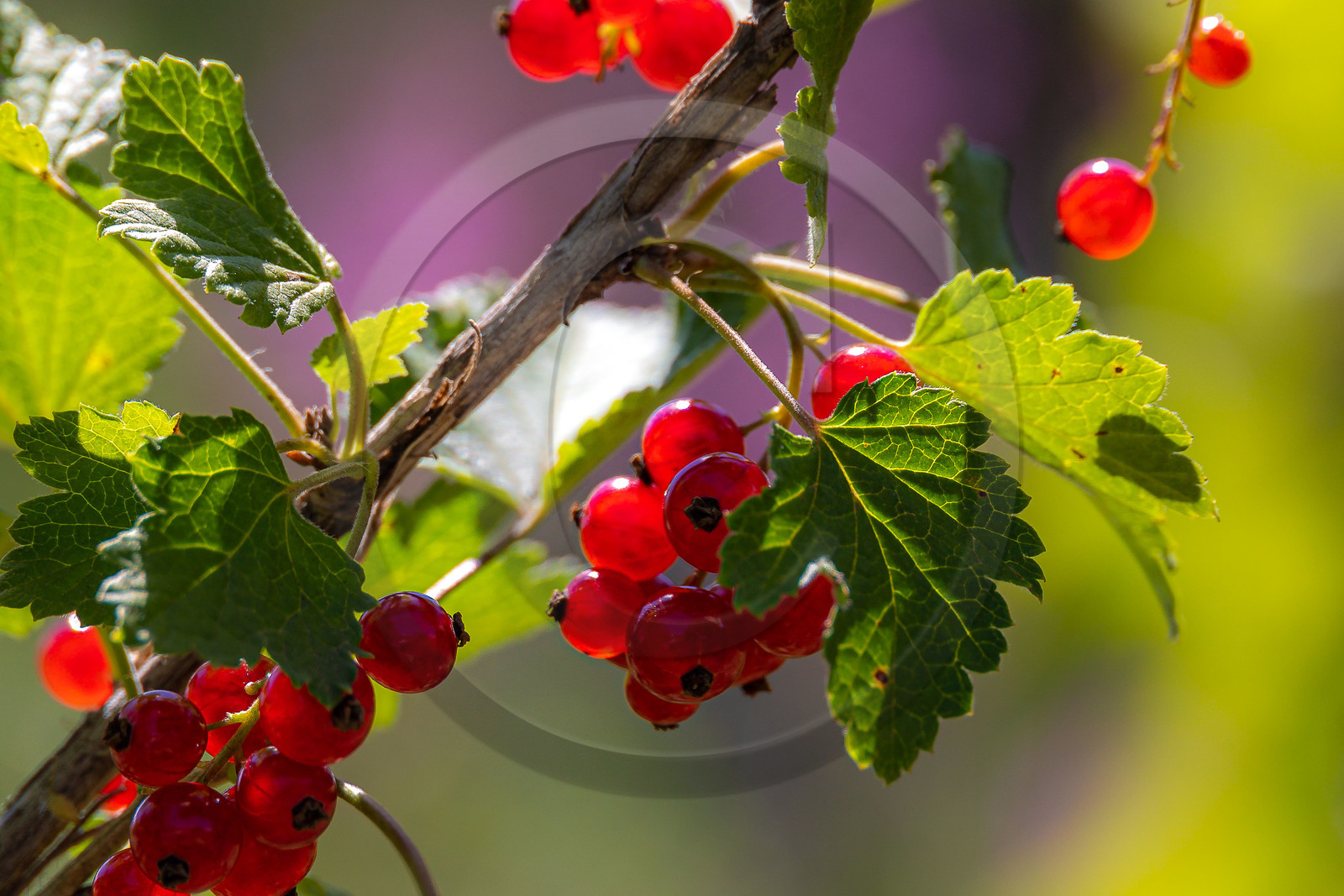 Les cueillettes du Lauzet