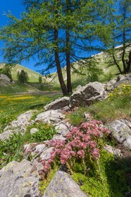 Joubarbe de montagne, Sempervivum montanum