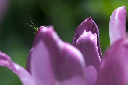 Tulipe de Guillestre, Tulipa platystigma