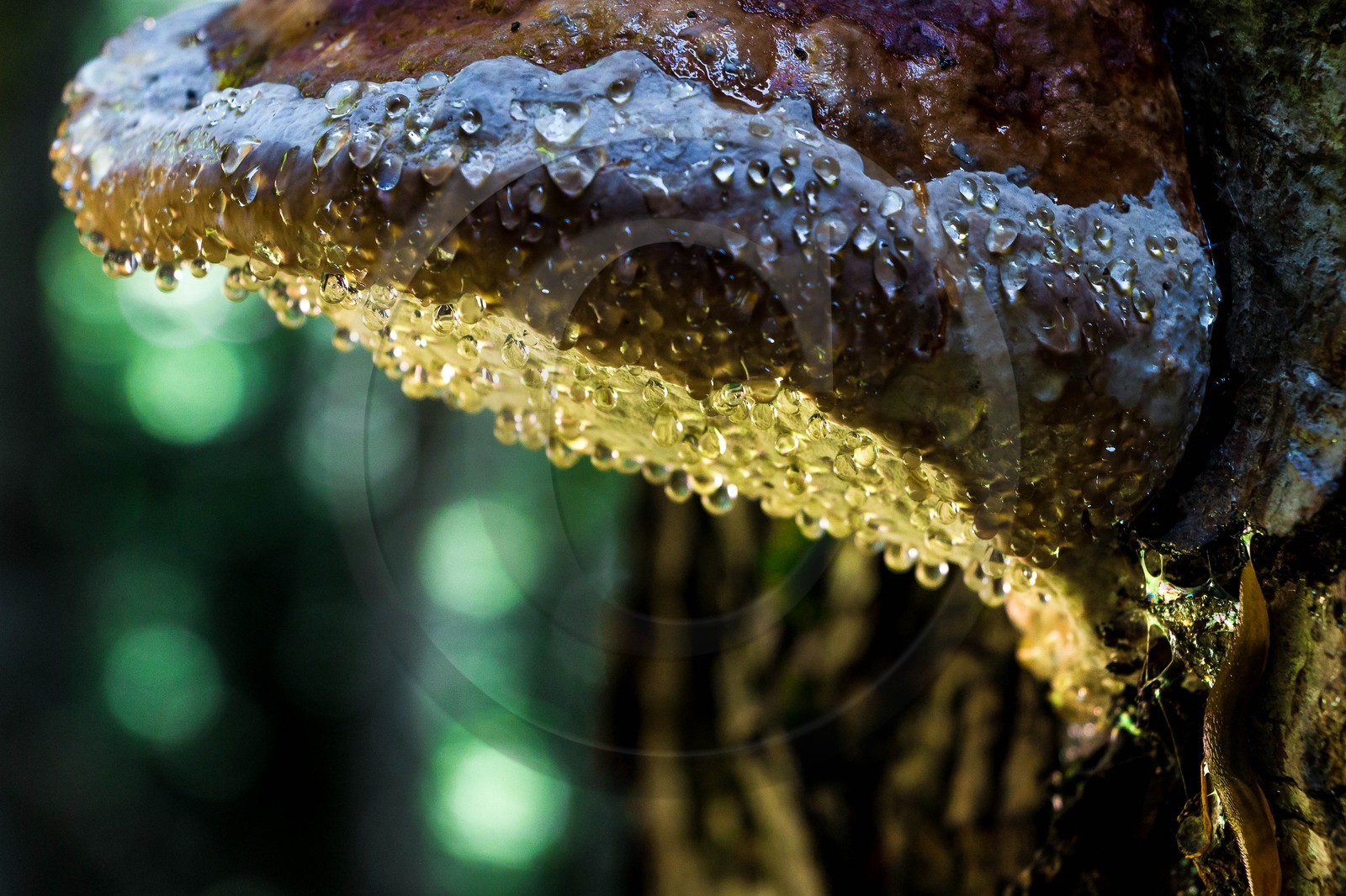 Bois du Chapitre, forêt domaniale de Gap-Chaudun