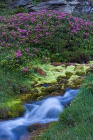 Rhododendron ferrugineux, Laurier rose des Alpes, Rhododendron ferrugineum