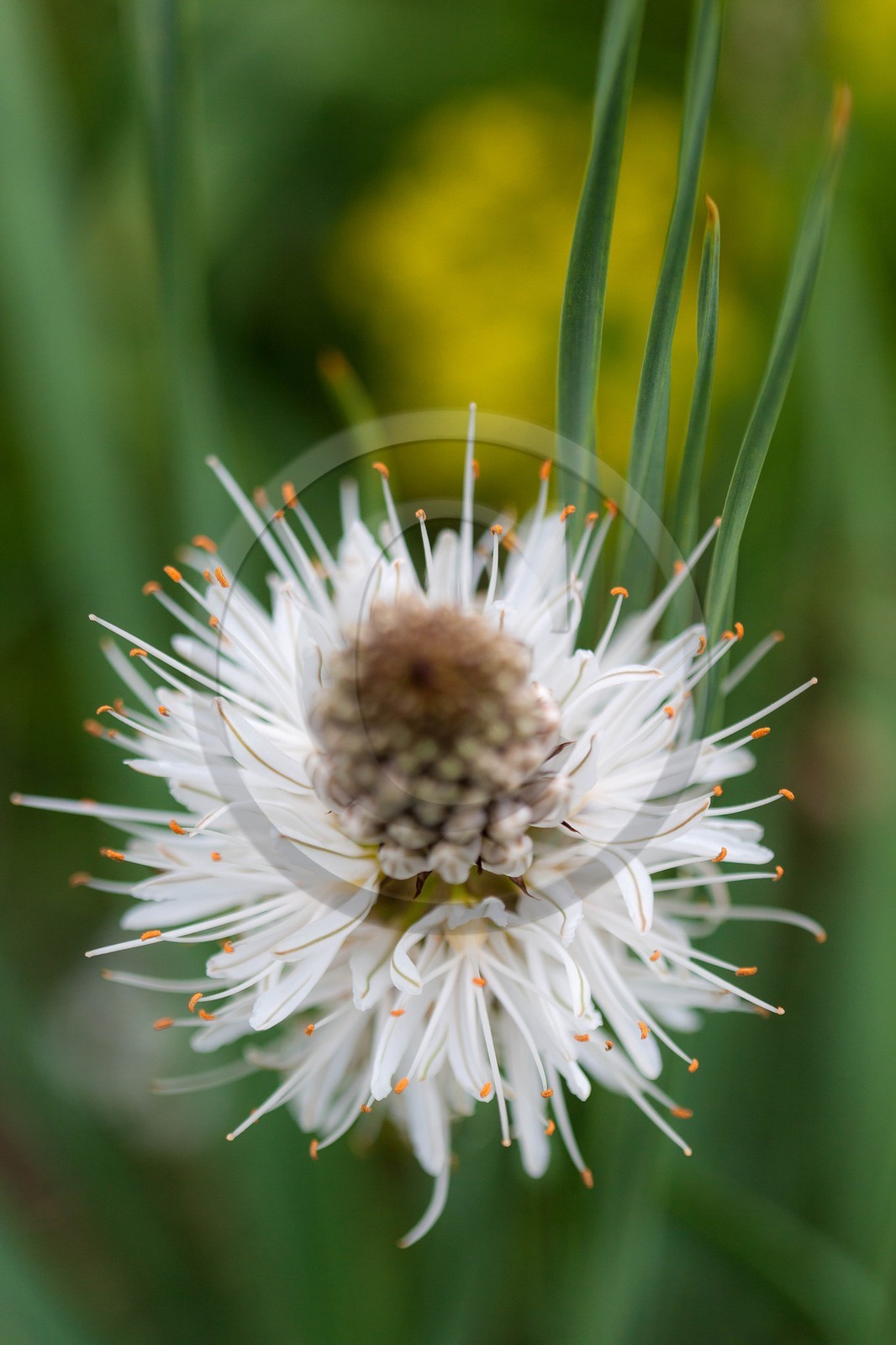 Asphodèle blanc, Asphodelus albus