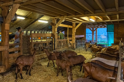 Ferme du Bayle, traite des chèvres