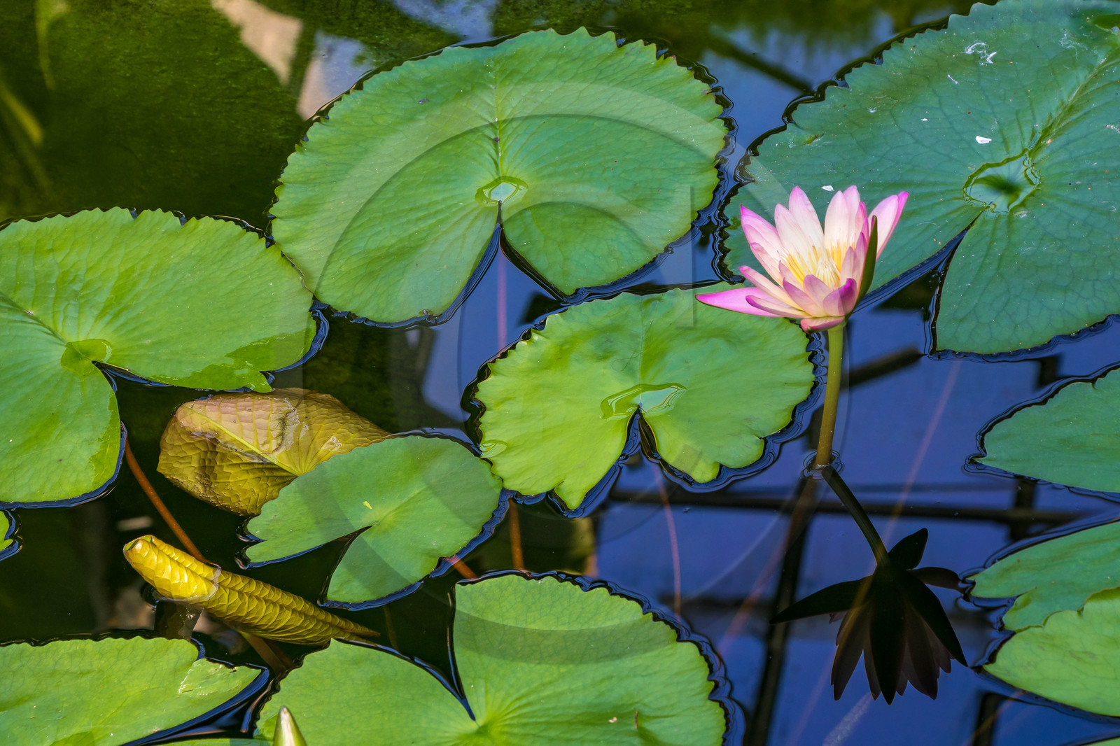 Serre au nénuphars géants,  Victoria Amazonica