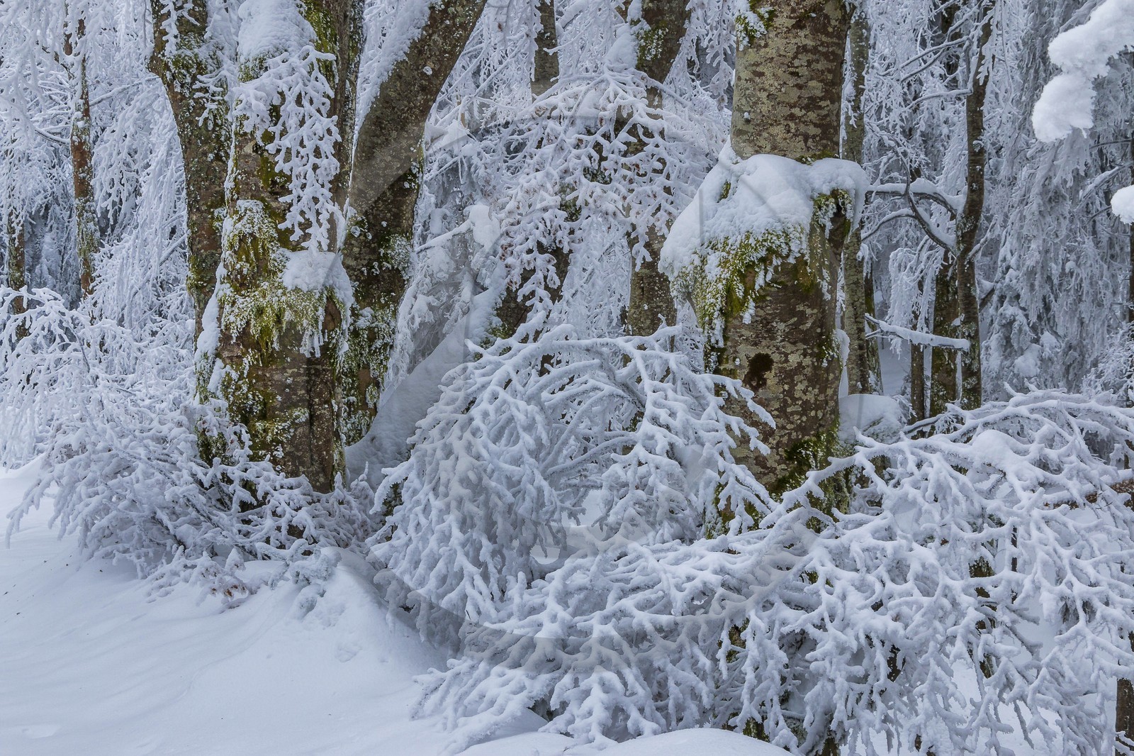 ENS de l'Isère, Les Ecouges