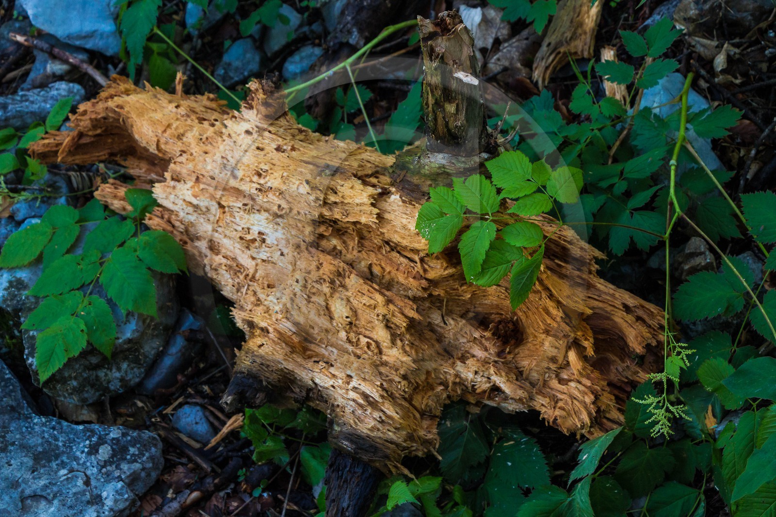 Bois du Chapitre, forêt domaniale de Gap-Chaudun