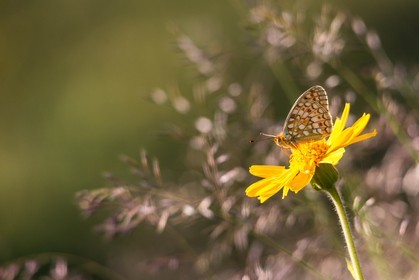 Arnica des montagnes, Arnica montana