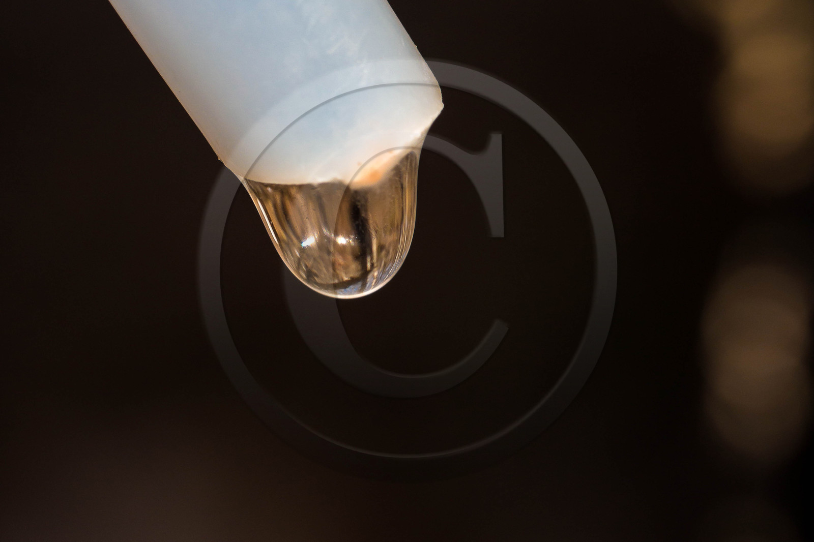 Récolte de sève de bouleau