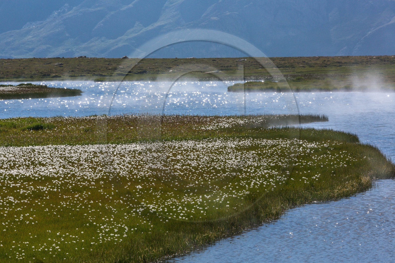 col du Longet, Lac du Longet, linaigrette