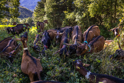 Gaec La Ferme des Ecrins