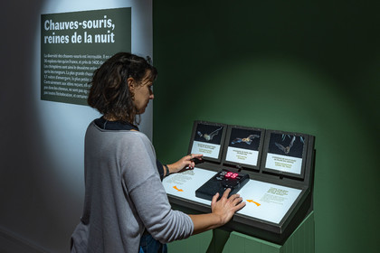 Musée Muséum départemental des Hautes-Alpes, Exposition Nuit